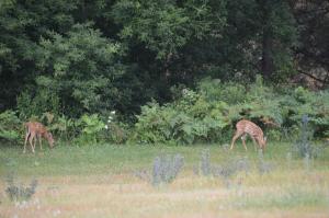 Pinewood Inn,Madawaska Valley>>Barry's Bay,2 star