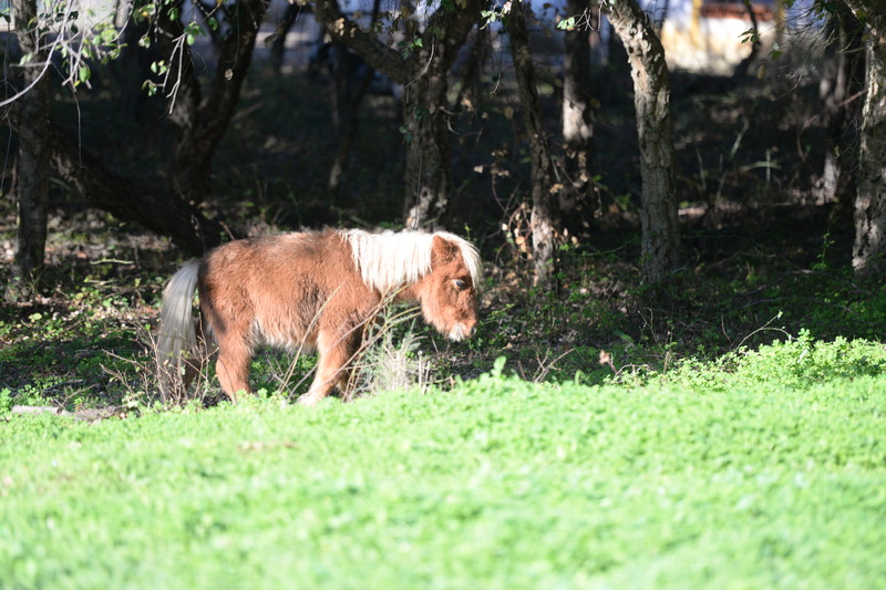quinta da samoqueirinha