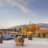 whitefish