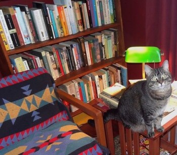 the one cat bandb
