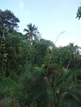 kandy