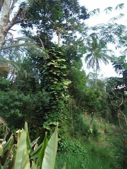 kandy