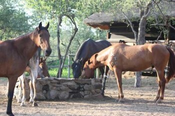 Offbeat Safaris,Maruleng>>Hoedspruit,3 star