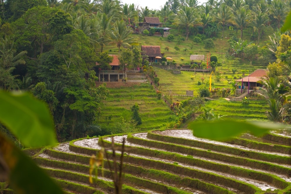 bali lush