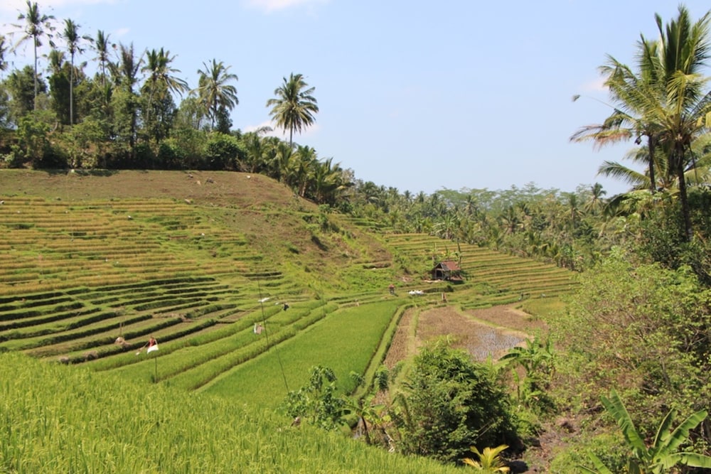 bali lush