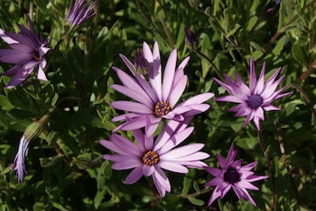 warrnambool motel and holiday park