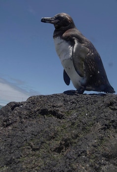 El Paraiso De Isabela,Isabela Island>>Galapagos,3 star