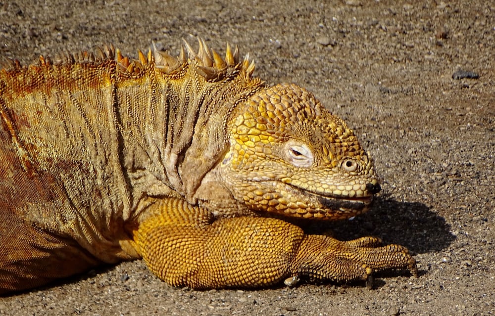 galapagos chalet