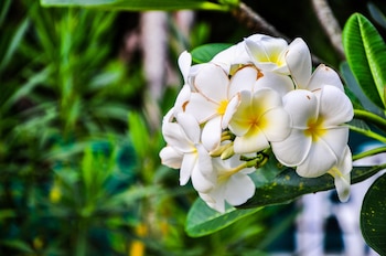 chomphu resort khaolak