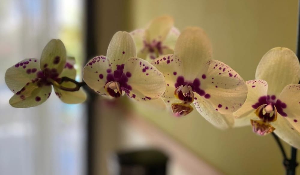 dreams onyx resort and spa all inclusive