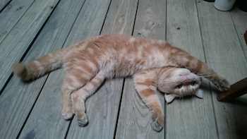 the vintage maison tainan