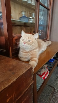 the vintage maison tainan