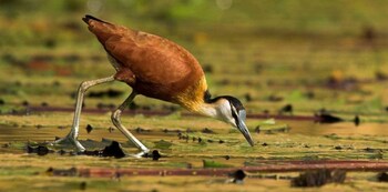 tanji bird reserve eco lodge adults only