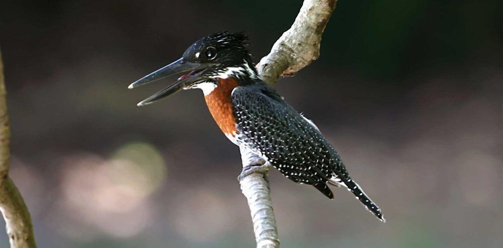 tanji bird reserve eco lodge adults only