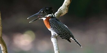 tanji bird reserve eco lodge adults only