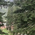 ayder doga resort
