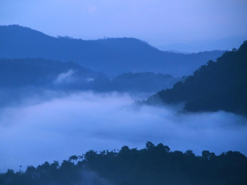 green trees munnar