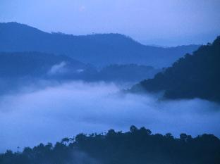 green trees munnar