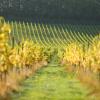 Denbies Vineyard Hotel,London>>Dorking,4 star