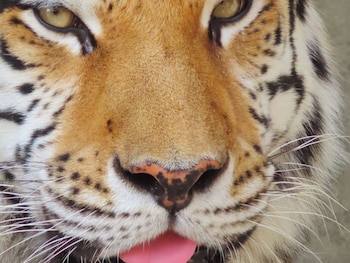 toyoko inn tokuyama station shinkansen