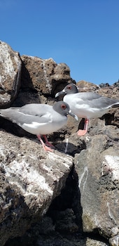 puerto baquerizo moreno