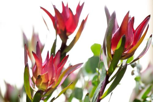 absolute farenden apartments