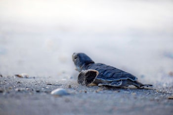 casey key resorts beachfront