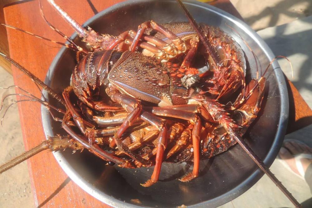 duna lodge