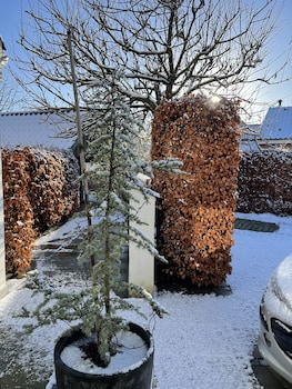 herning