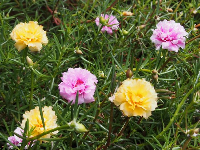 harrys bungalows and restaurant