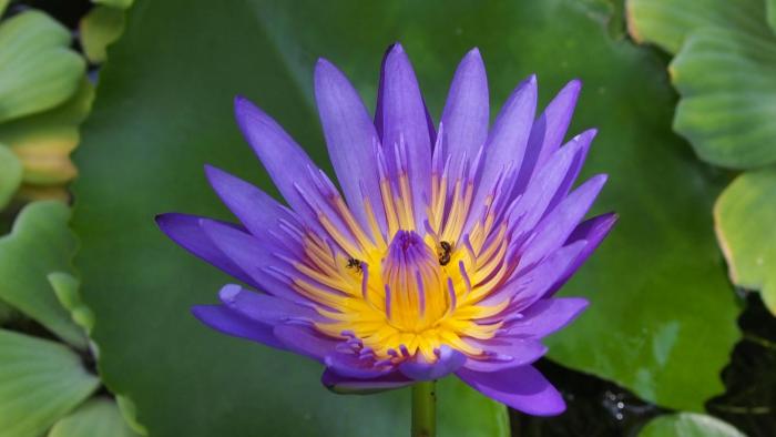 harrys bungalows and restaurant