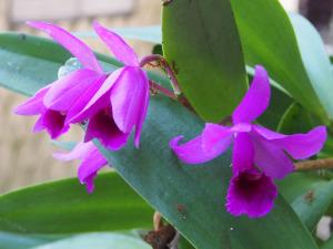 harrys bungalows and restaurant