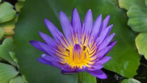 harrys bungalows and restaurant