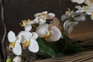 hotel residence aurora