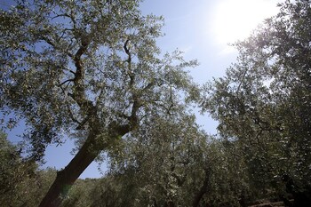 il mirto bed and breakfast