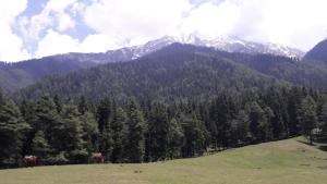 pahalgam