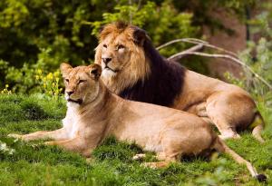 homewood suites by hilton san diego mission valley zoo