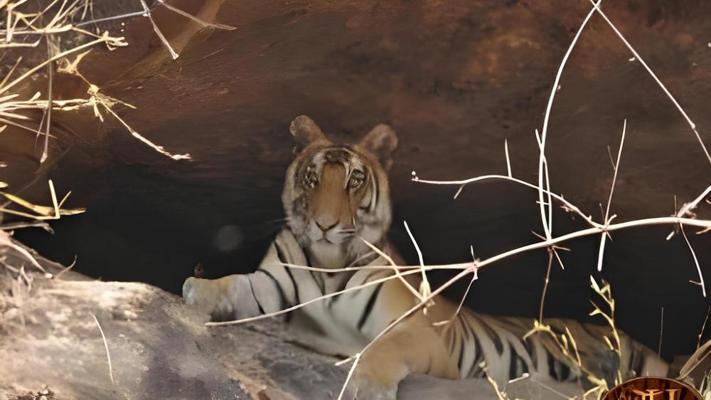 tigers heaven resort