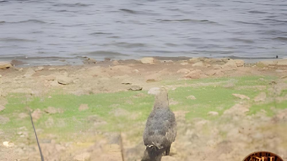 tigers heaven resort