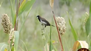 tigers heaven resort