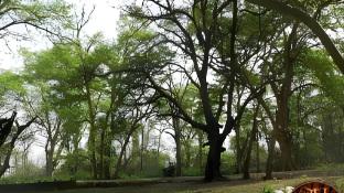 tigers heaven resort