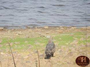 tigers heaven resort