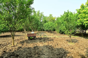 tigers heaven resort