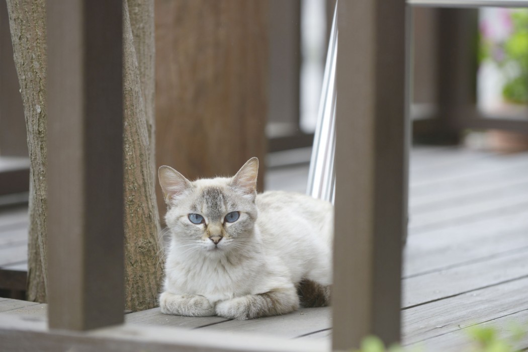 kawaguchiko country cottage ban