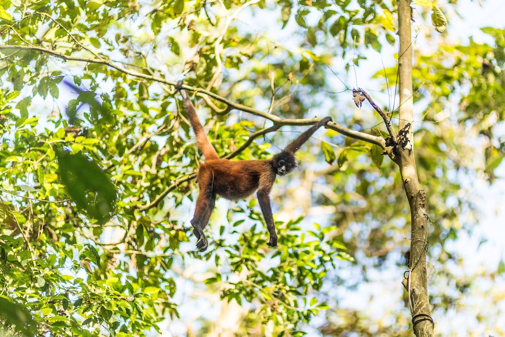 drake bay getaway resort