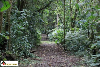 bosque de paz