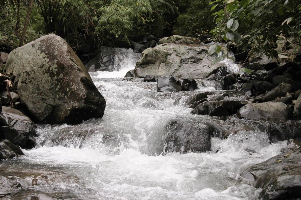 bosque de paz