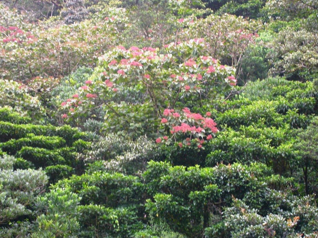 bosque de paz