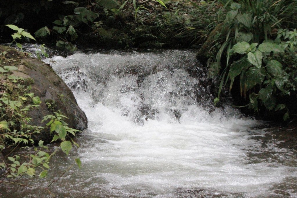 bosque de paz