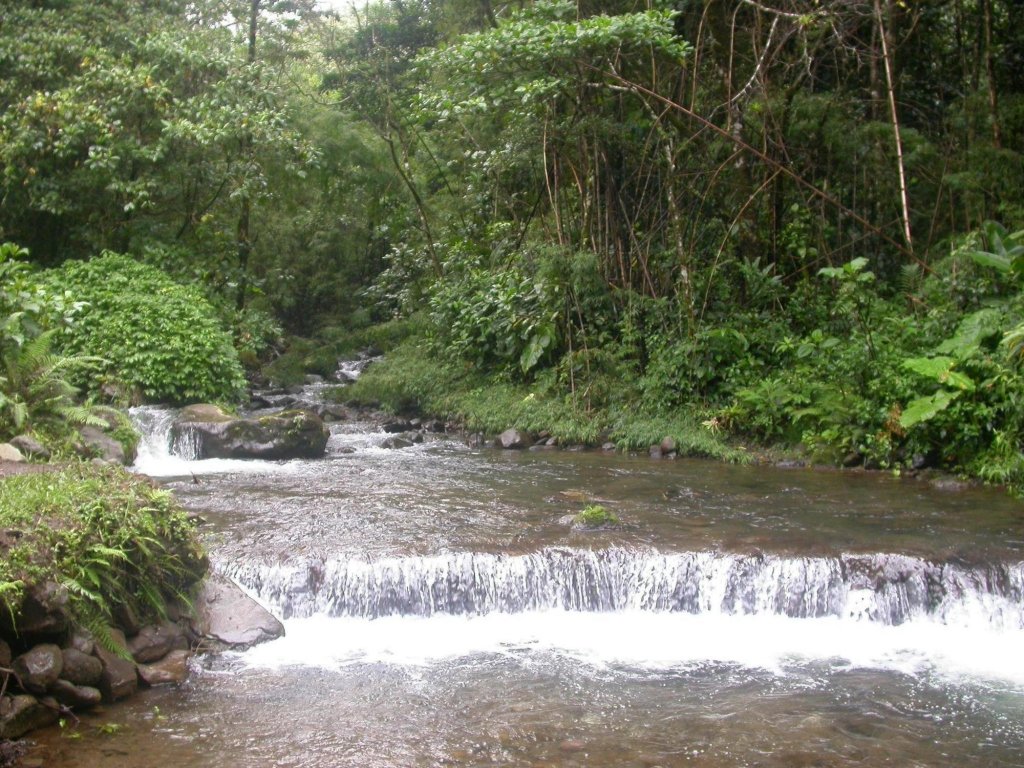 bosque de paz